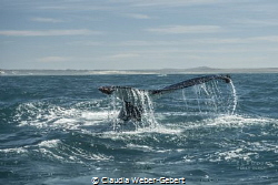 fluke...
humpbacks at the westcoast of SA by Claudia Weber-Gebert 